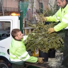 El ayuntamiento de Barcelona recogerá árboles de Navidad y adornos de procedencia vegetal para reciclarlos