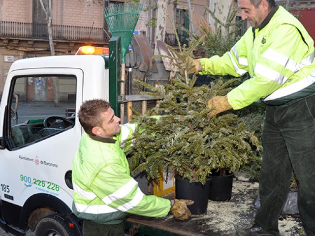 El ayuntamiento de Barcelona recogerá árboles de Navidad y adornos de procedencia vegetal para reciclarlos
